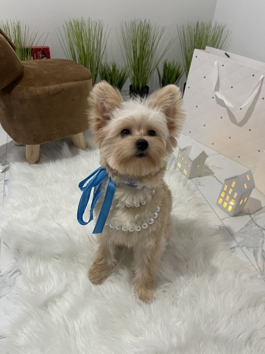 Помапу — Маленькі моделі для обіймів