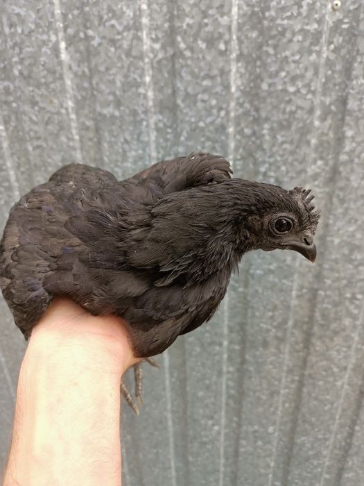 Ayam cemani  kury ozdobne 2026r