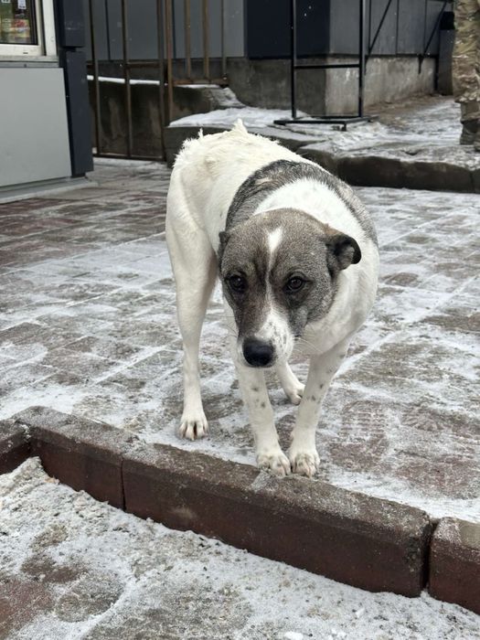 Собачка стерелізована