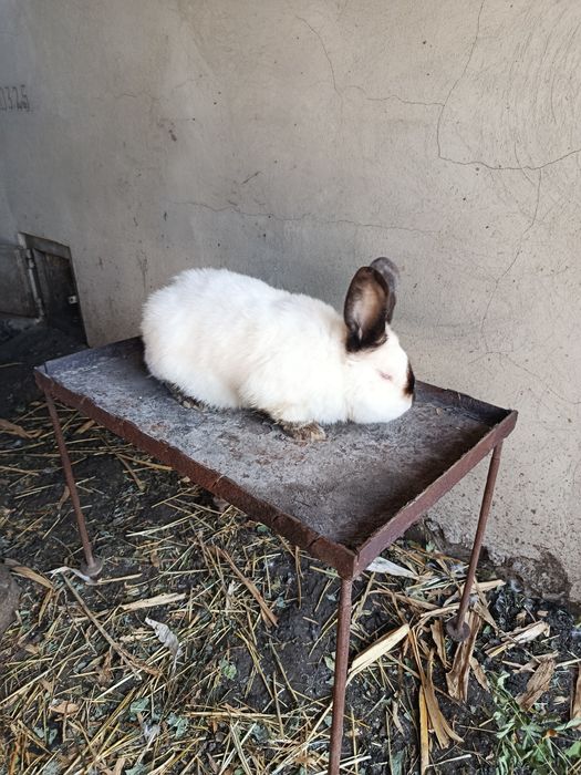 Продажа    кролів