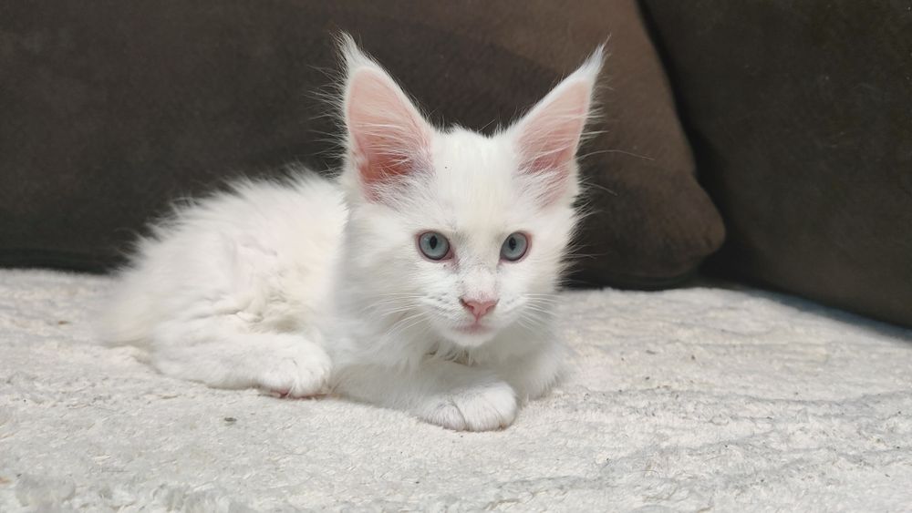 Голубоглазая кошечка!