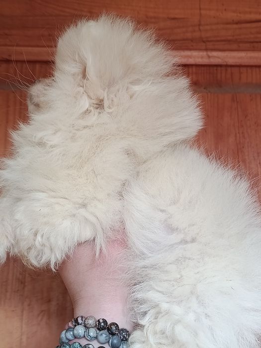 Дівчинка в пошуках родини