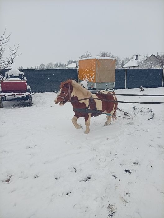 Sprzedam kucyka srokatego