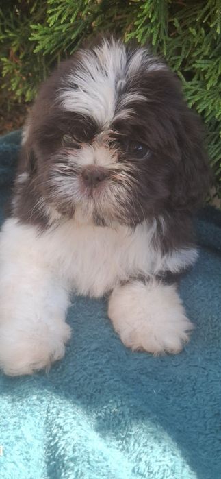 Piesek rasy shih tzu w umaszczeniu czekoladowo białym