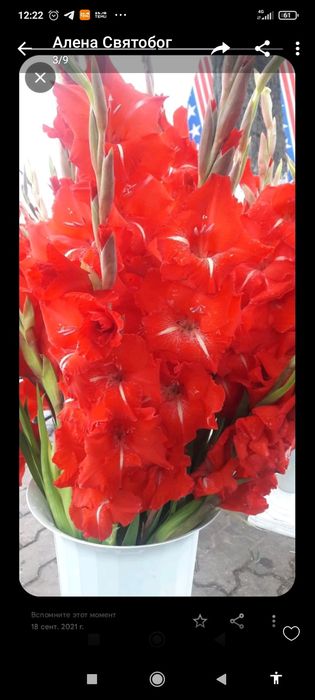 Гладіолуси сортові червоні, посадковий матеріал.