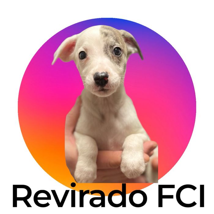 Whippet Chart angielski samiec w pieknym kolorze Revirado FCI