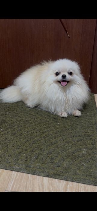 Сімпатюля. Дівчинка.