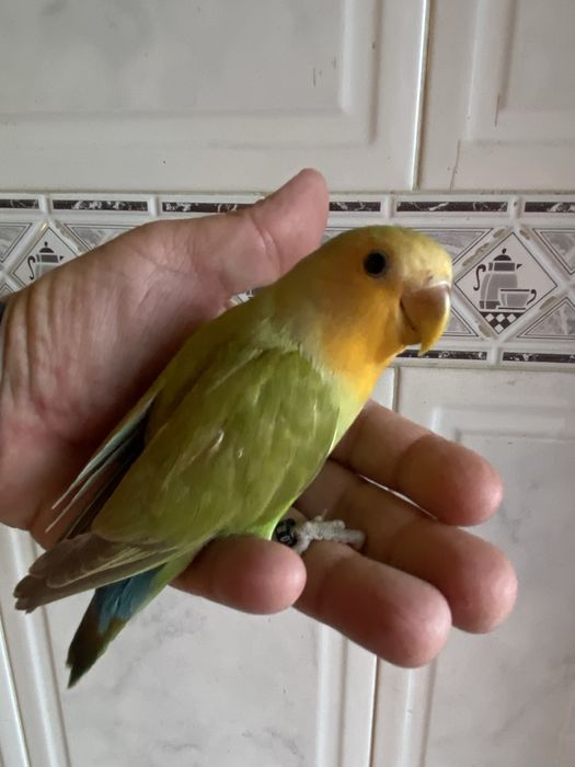 Agapornis domesticado