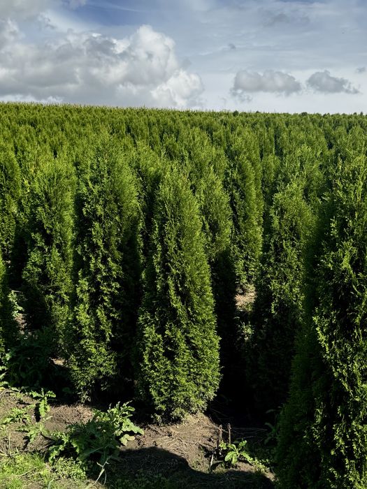 Gęsta Tuja Szmaragd 150-160cm Dostawa Sadzenie Producent