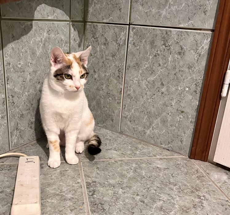 Wolverine uma gatinha para adopção responsável