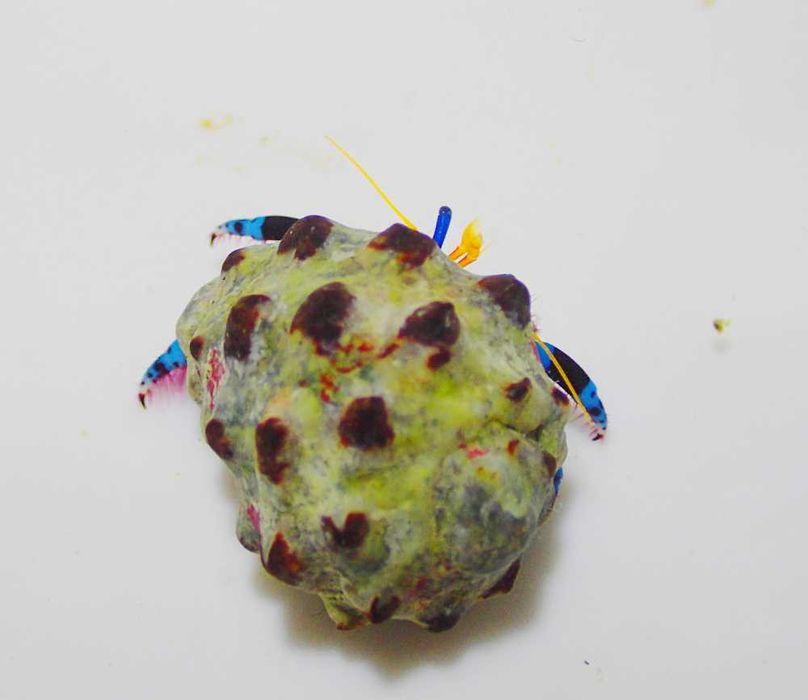 Calcinus elegans (niebieskonogi) - krab pustelnik - akwarium morskie