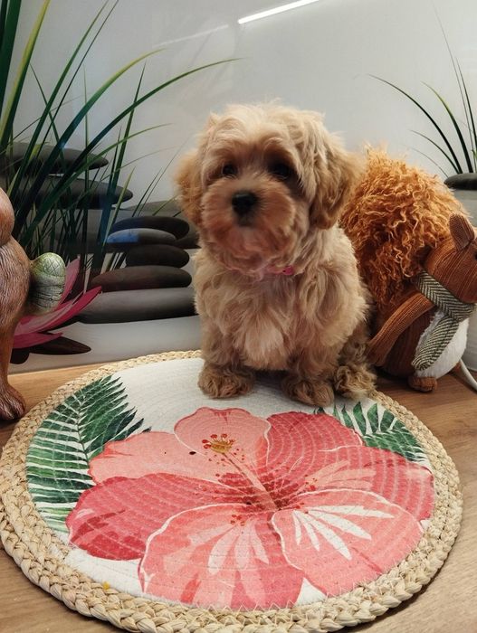 Suczka Maltipoo f1 z Rodowodem
