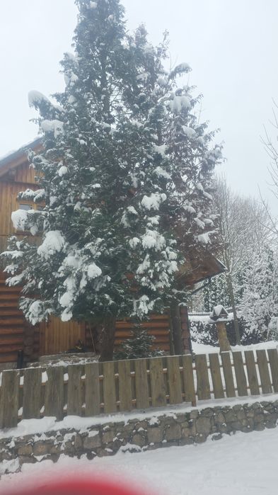 Odśnieżanie I wycinka drzew