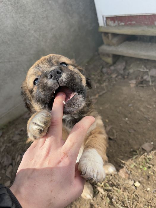 Szczeniaki szukaja domu