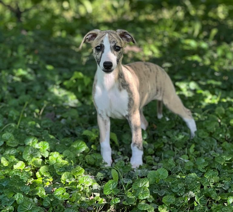 Gotowa do odbioru ***Angielski-Whippet cudowna sunia Djuna*FCI