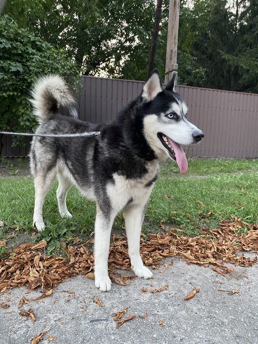 Хаскі кобель на вʼязку