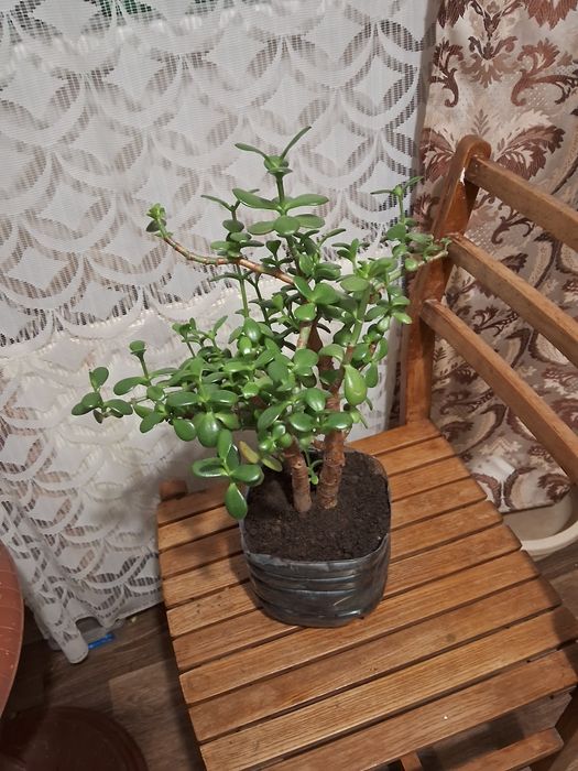 Толстянка (Денежное дерево ) 50 см