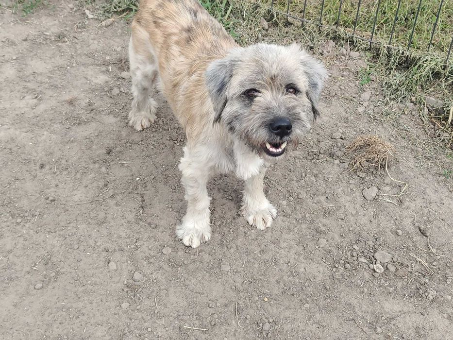 DREDZIK czeka na swój domek