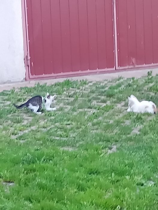 Oddam kotki w dobre ręce