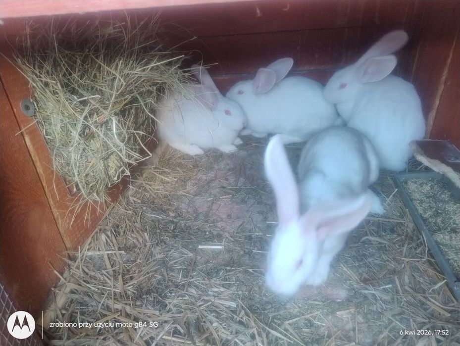 Króliki hodowlane- mięsne