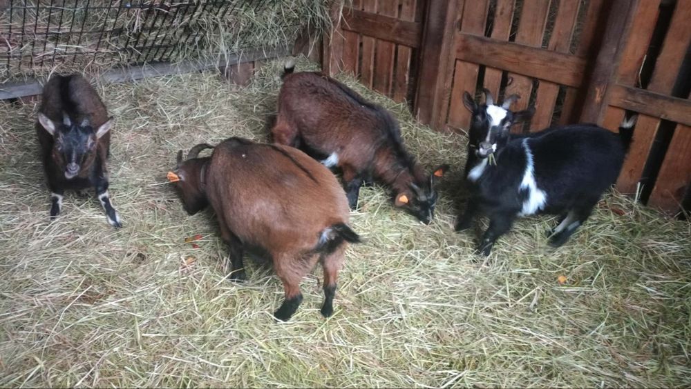 Sprzedam stado kóz miniaturek