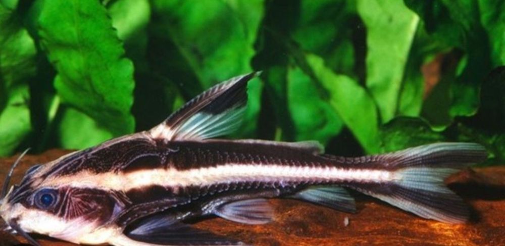 Platydora costatus