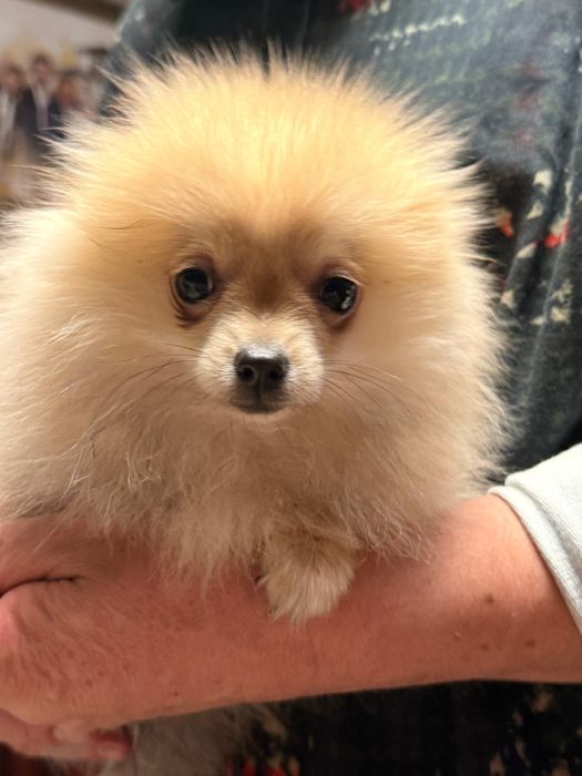 Szpic miniaturowy pomeranian