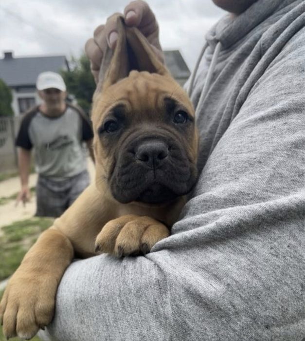 Cane Corso mocny pies