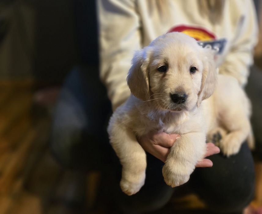 Golden retriever szczeniak