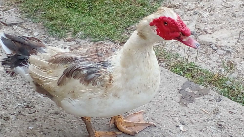 Індокачки   (шипуни)
