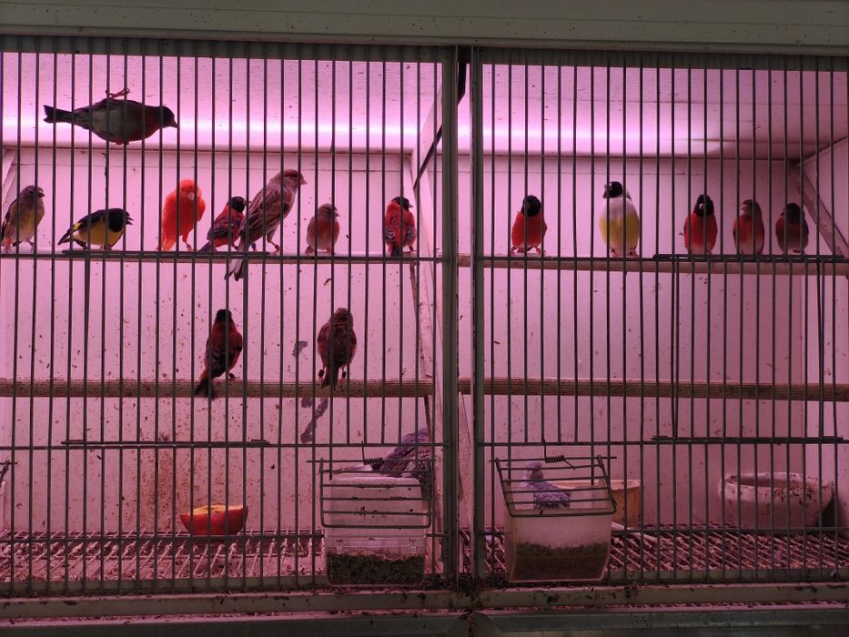 Cardinalitos Venezuela