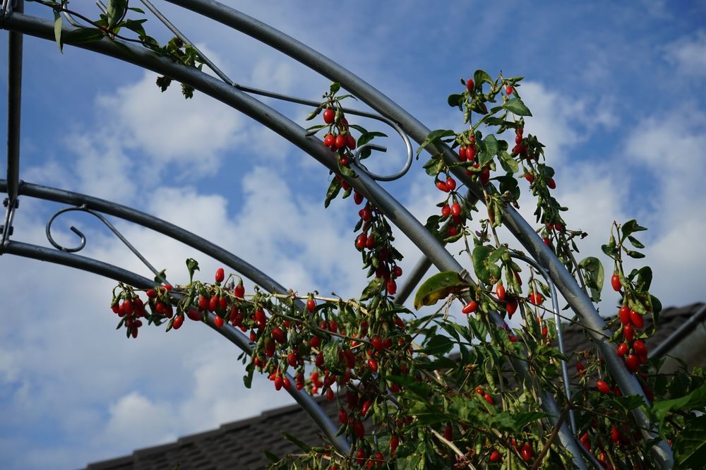 Jagoda Goji 'Big Berry' Duże owoce (Lycium barbarum) Doniczka 2.0L