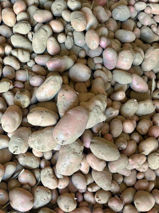 Batata vermelha e branca