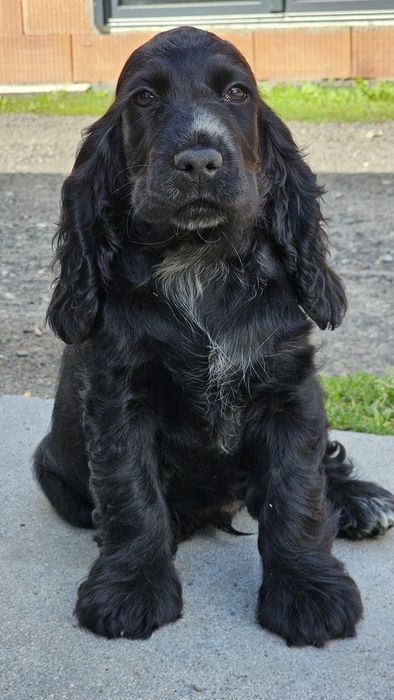 Cocker spaniel angielski