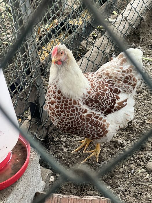 Ovos galados wyandotte azul e splash