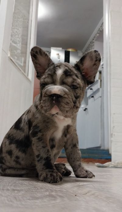 Французский бульдог красуня