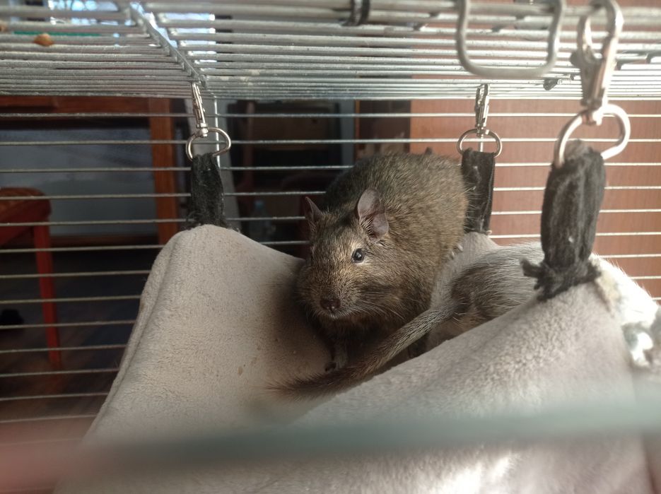 Koszatniczki młode.