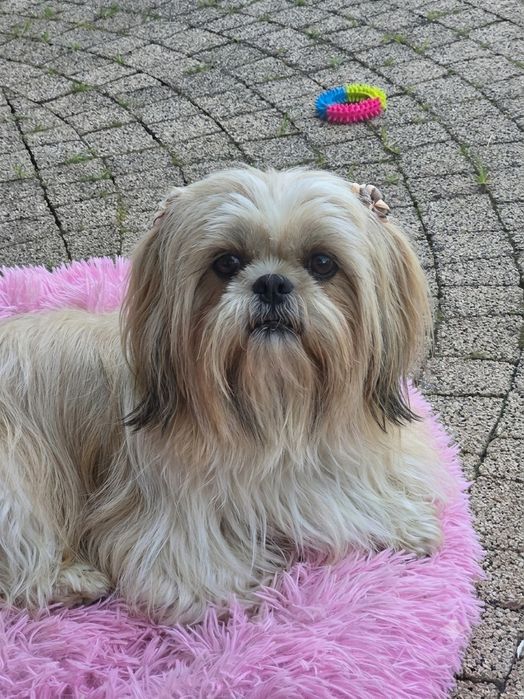 Shih-Tzu piekna sunia z rodowodem