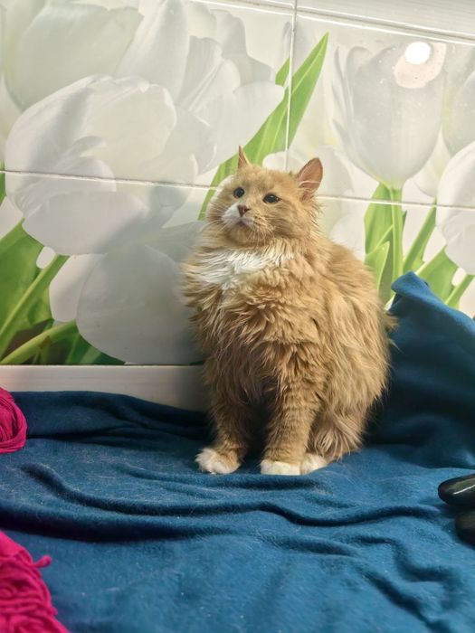 Красень котик в пошуках дому