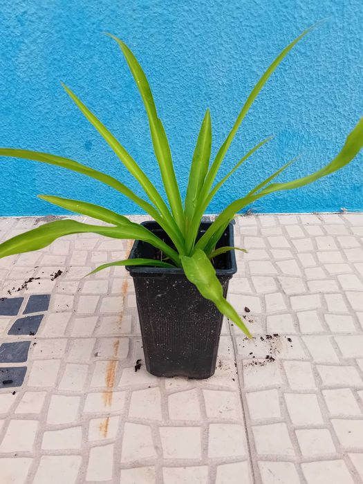 Planta aranha Chlorophytum Comosum