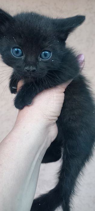 Кошенятка безкоштовно