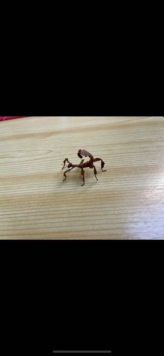 Straszyk australijski