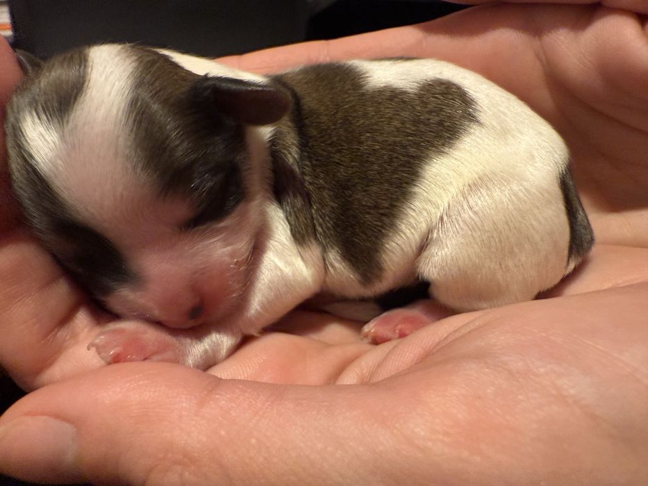 Sprzedam pieski i suczki rasy Yorkshire Terrier Biwer Tricolor