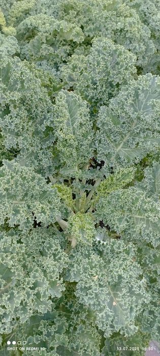 Капуста Кале,Кейл(Kale)