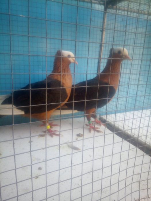 Gile białogłowe żółte albo miedziane 100 zł sztuka szt