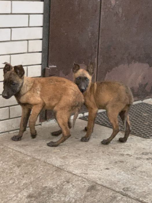 Малінуа бельгійська вівчарка документи КСУ малинуа овчарка