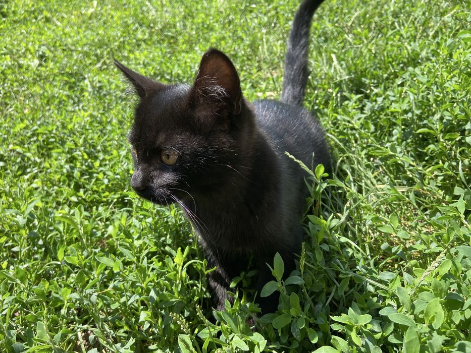 Котенята в добрі руки