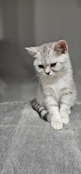 Urocza kotka brytyjska