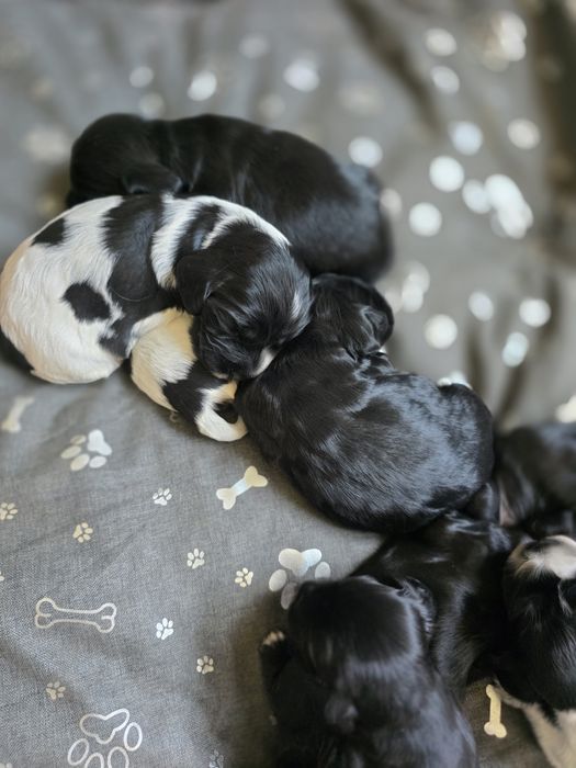 Cocker spaniel angielski