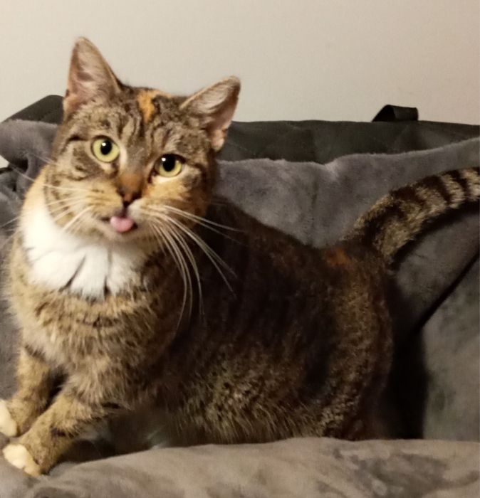 Gaja z FeLV (kocią białaczką) chce żyć i kochać